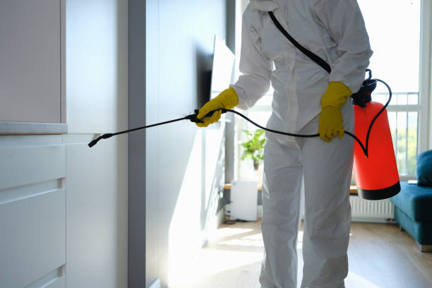 Best Mold Removal Company Near Me  in Bellevue, NE