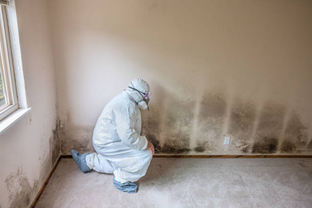 Best Office Mold Removal Services  in Bellevue, NE