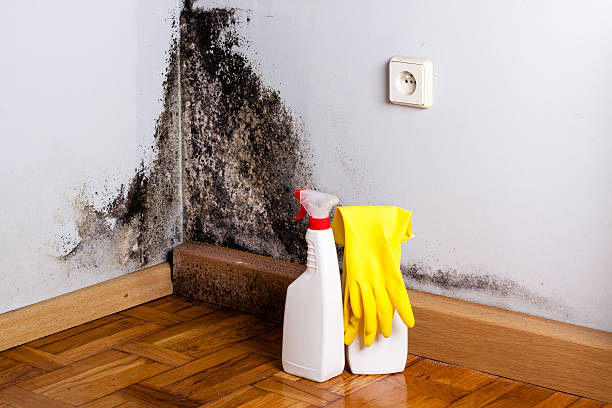 Mold Removal and Inspection in Bellevue, NE